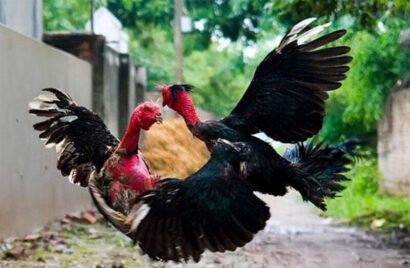 Cockfighting at MCW858